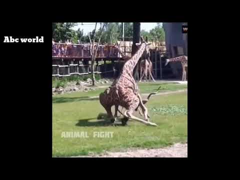 Animals fights