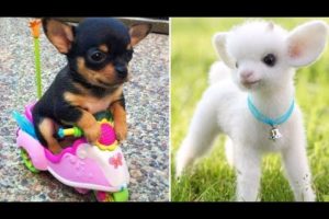 Baby Animals ? Funny Cats and Dogs Videos Compilation (2019) Perros y Gatos Recopilación #5