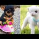 Baby Animals ? Funny Cats and Dogs Videos Compilation (2019) Perros y Gatos Recopilación #5