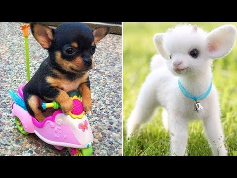 Baby Animals ? Funny Cats and Dogs Videos Compilation (2019) Perros y Gatos Recopilación #5