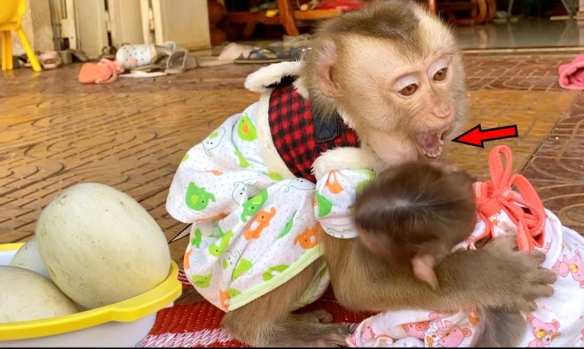 Baby Monkey DouDou And Bono Like Playing When Eating Melon Fruit