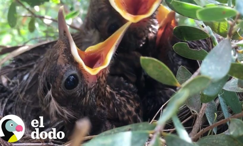 Crecimiento de los mirlos hasta dejar el nido | El Dodo