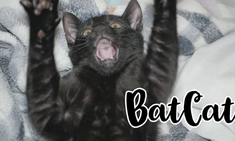 Cute Black Kitten Playing | BatCat Bagheera