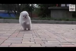 Cute Dogs | cute dogs in world | dogs | cute puppies | #dogs #puppy #cutedogs #funnydogs