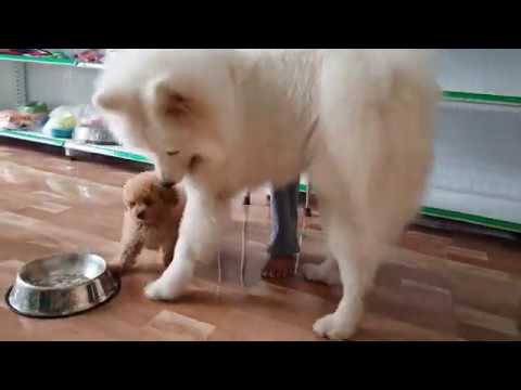 Cute Fluffy Samoyed Dog Videos #28 Cute Samoyed Dogs And Puppies Playing Samoyed Videos Bony Samoyed