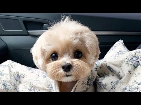 ❤️Cute Puppies Doing Funny Things 2019❤️Cutest Dog Moments Funny 2019