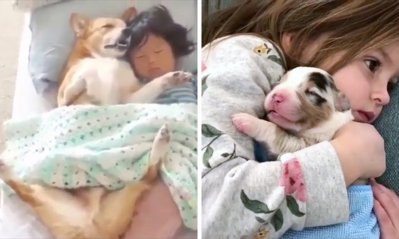 Cute Puppies, Funny Childs and Amazing Pets | Best of 2019