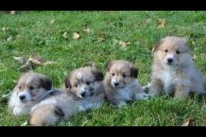 Cute Puppies Howling Compilation  || funny pataka || कुत्ते के पिल्ले || cute puppies