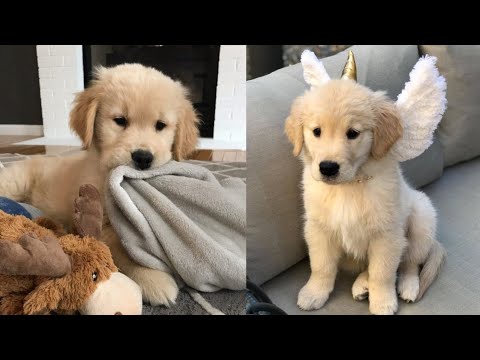 Cutest Dogs - ♥Cute Puppies Doing Funny Things 2019♥ #5