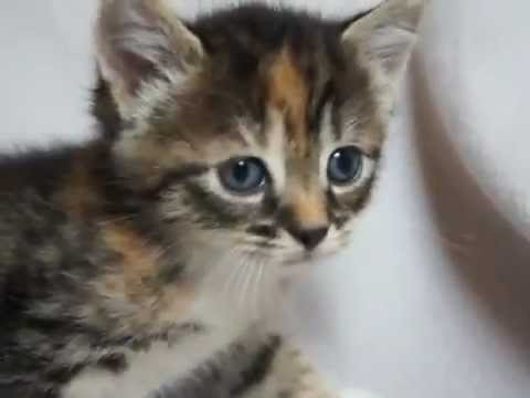 Cutest kitten complilation - this cutest kitten compilation will makes you happy