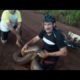 Dog Rescued After Being Snatched by Anaconda || ViralHog