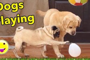 Dogs Playing with Ball - Labrador dog & Pug Dog