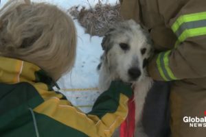 Dramatic rescue of dog fallen into icy river [RAW VIDEO]