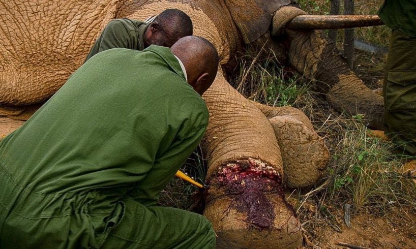 Elephant Needs Life Saving Surgery after Being Caught in a Snare | BBC Earth