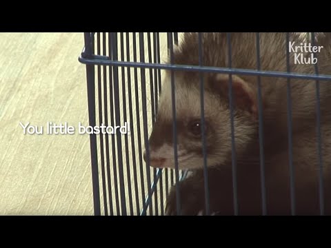 Ferret Always Escapes From The Cage To Bully Other Animals  | Kritter Klub