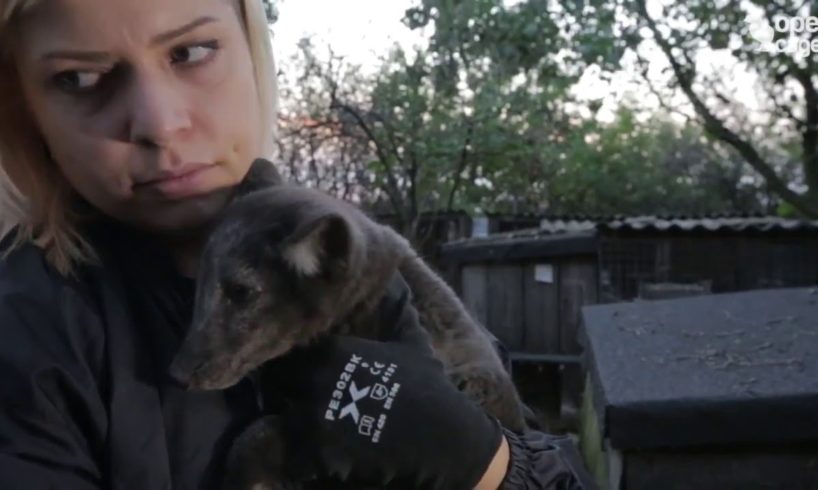 Fox cubs rescued from a fur farm in Poland