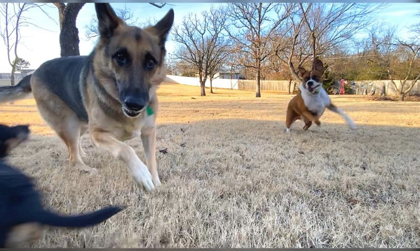 GSD plays with Puppy & Boxer, HAPPY DOGS!