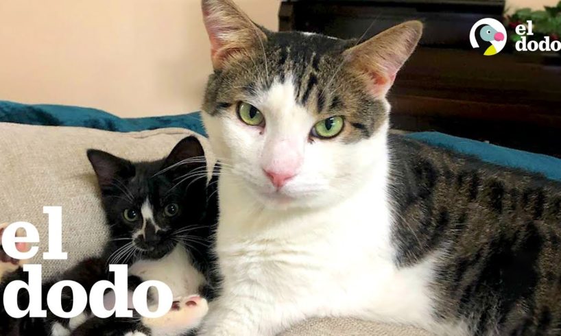 Gato salvaje se convierte en el mejor padre | El Dodo