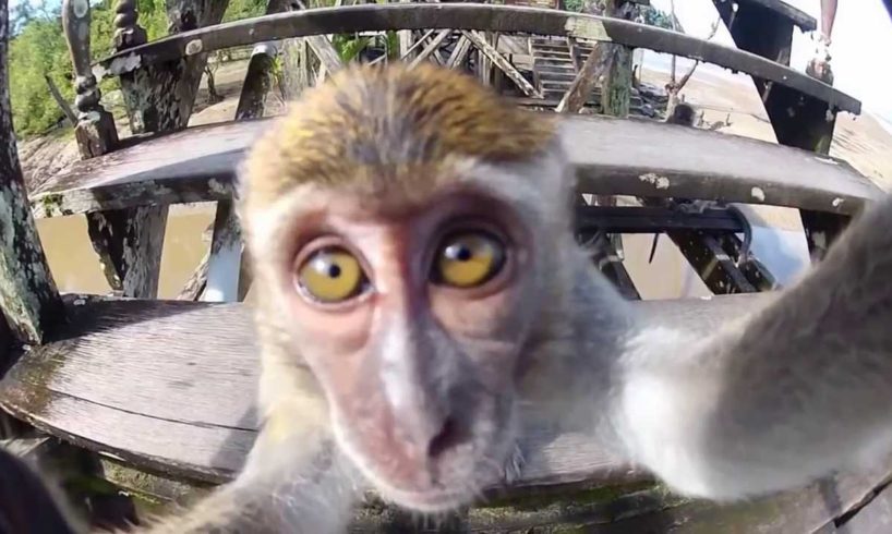 GoPro Best of Animals 2014