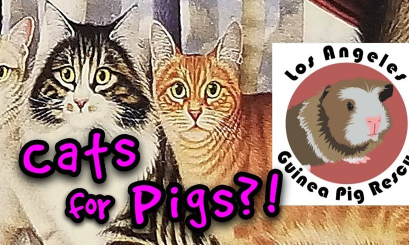 Goodwill Cats Help The Guinea Pig Rescue!