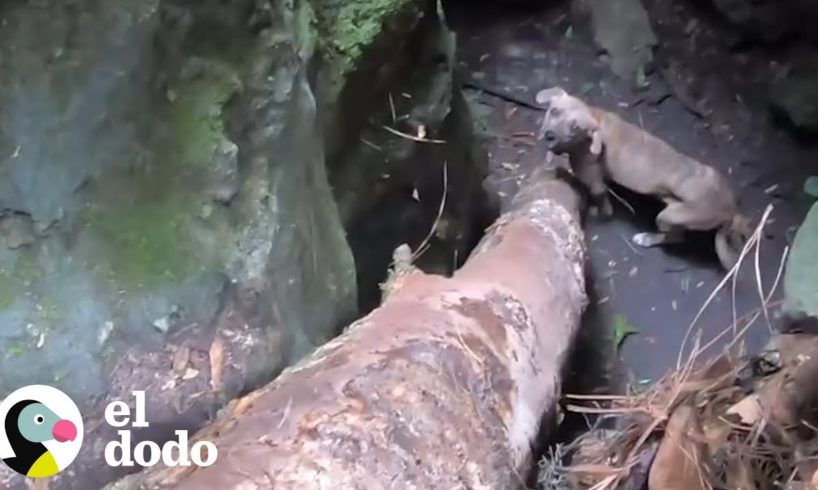 Hombre encuentra a un perro de milagro en una cueva profunda | El Dodo