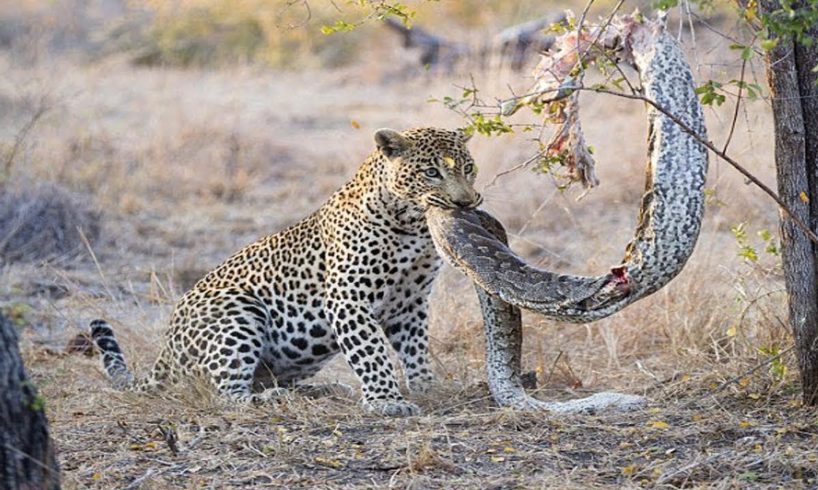 Leopard vs Python - Most Amazing Moments Of Wild Animal Fights! Wild Discovery Animals #4