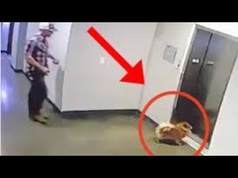 Man rescues dog after leash gets stuck in elevator