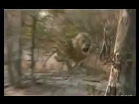 Near death encounter captured on camera as the lion charges on the hunter