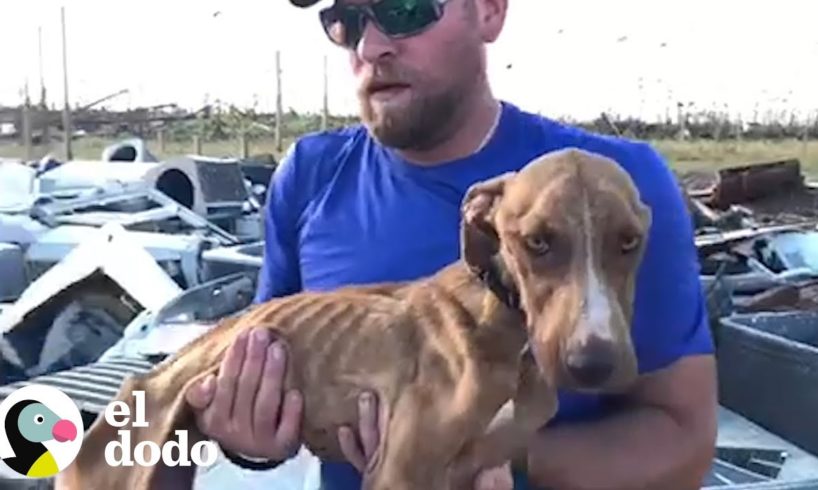 Perro perdido luego del huracán es encontrado y salvado | El Dodo