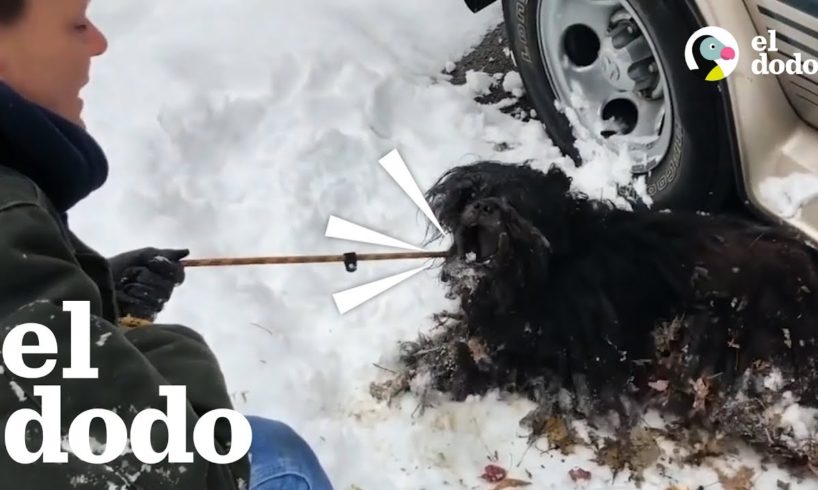 Perro severamente enmarañado es rescatado del frío | El Dodo