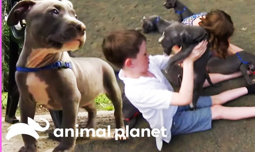 Pit Bull Puppies' First Visit To The Dog Park | Too Cute!