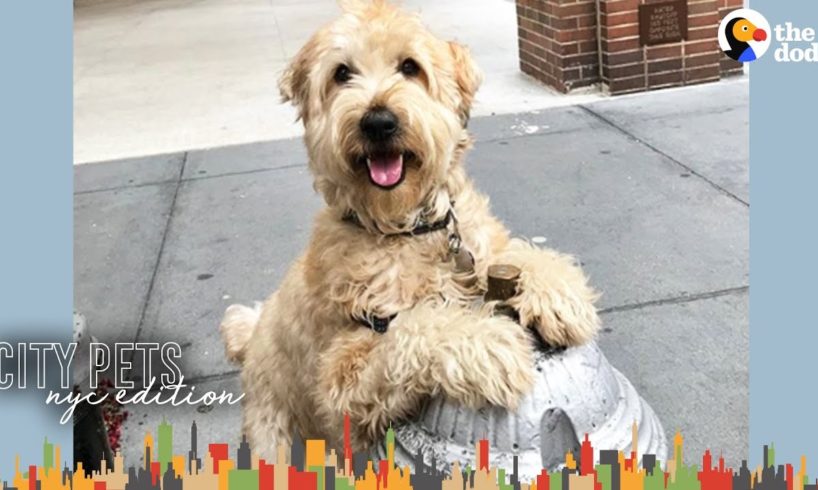 Popular Dog Knows Everyone In His NYC Neighborhood | The Dodo City Pets