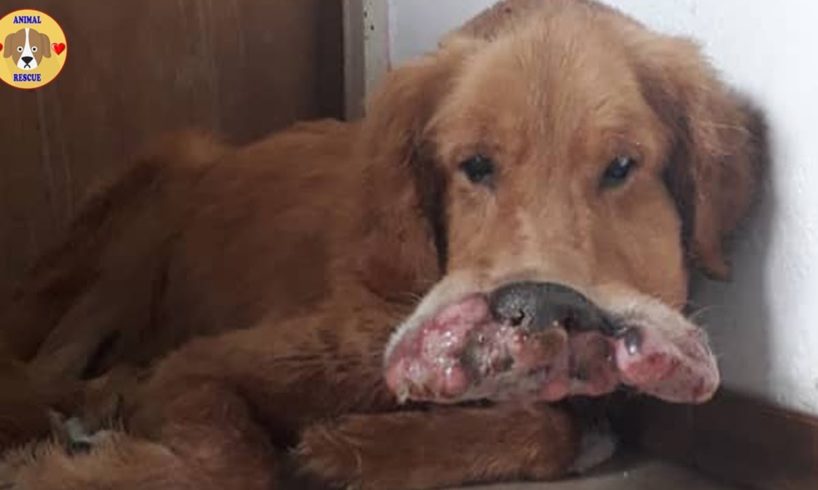 Rescue Abandoned Dog Had Huge Tumor Covering His Mouth Make You Cry