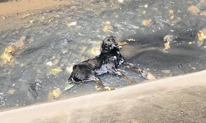 Rescue Abandoned Dog Stuck Inside a Canal, Struggling To Survive