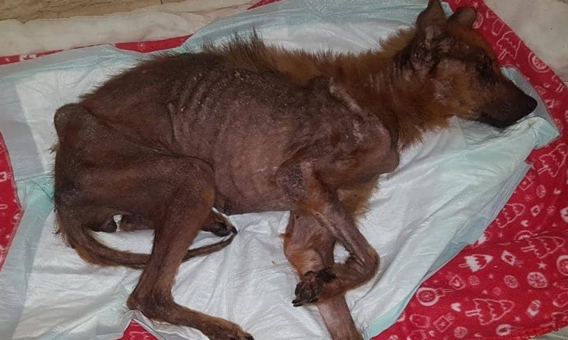 Rescue Homeless Thin Dog Was Cancer Skin, Malnourished & Amazing Transformation