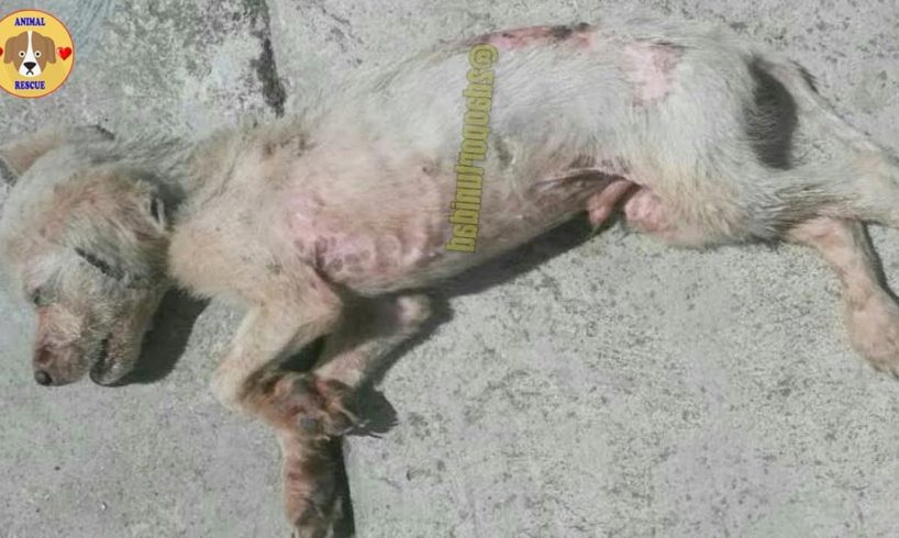 Rescue Little Abandoned Puppy Has The Big Wound On Back & Was Lying Motionless At Midday