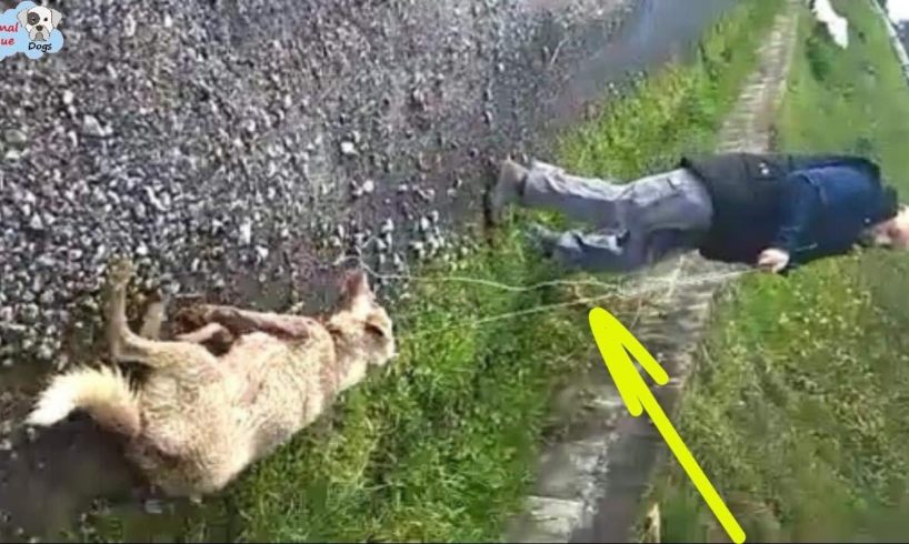 Rescue Mother Dog That Was Shot, Kicked in The Head, and Dragged Away With a Rope After Gave Birth