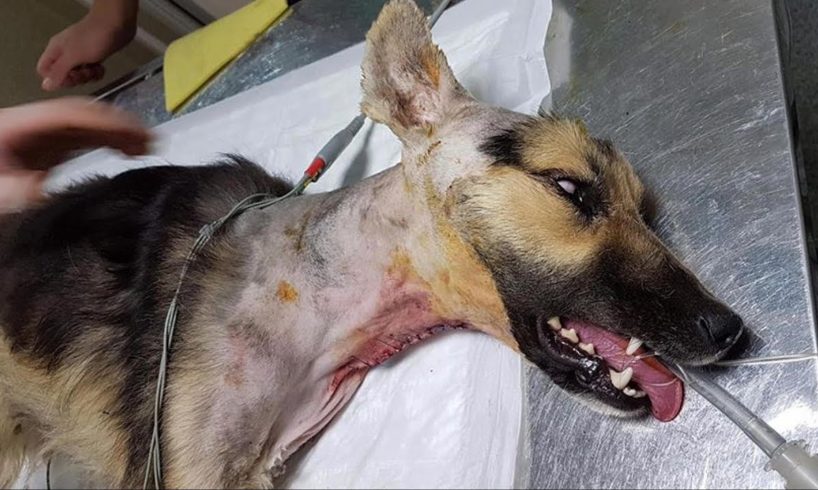 Rescue Pood Abandoned Dog Hit By Car Left to Diee in Deep Pains | Heartbreaking