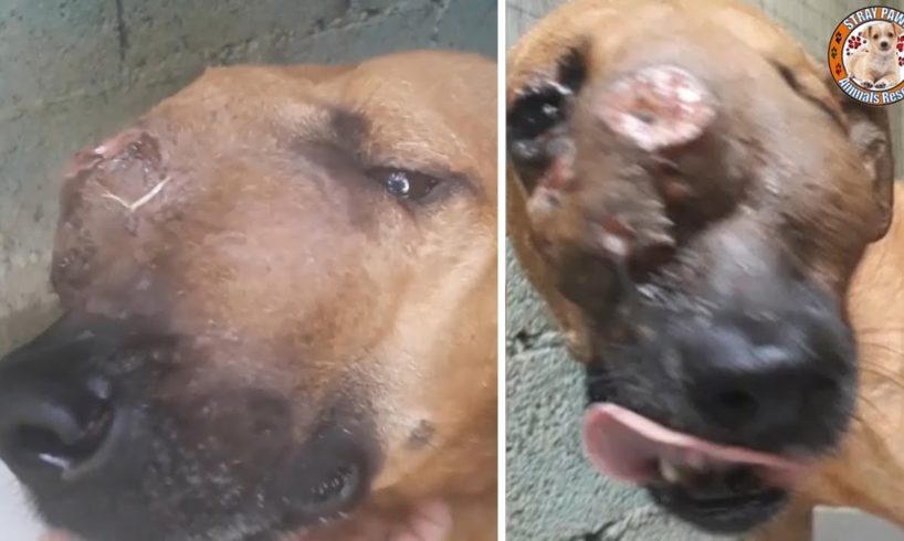 Rescue Poor Dog Has Big TUMOR is Bleeding Pus & Amazing Transformation