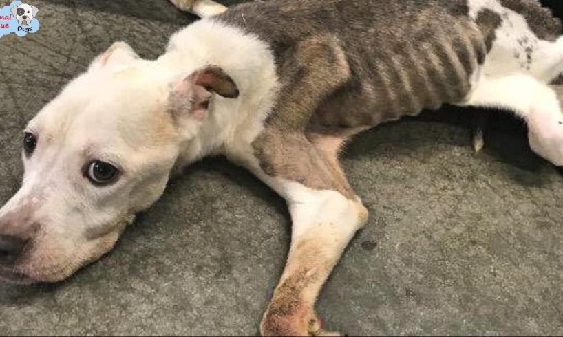 Rescue Poor Dog Was Dumped on Thanksgiving Day – Now Get Recovery