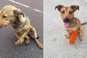 Rescue Poor Dog was Hit By Car Broken Leg on the Road