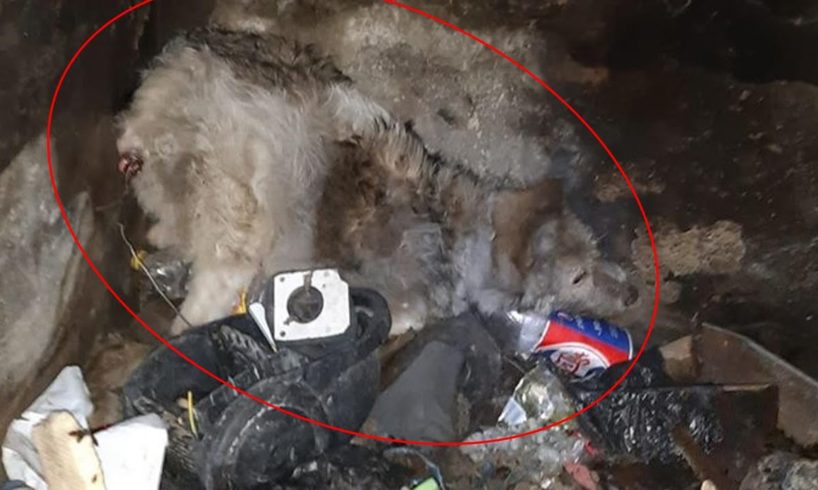 Rescue Poor Dog was Thrown Away in Garbage Pit, Wire Tail Cut Of | Heartbreaking