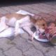 Rescue Poor Puppy was Abandoned with Spinal Broken, Body Hundreds Flies, Maggots Waiting for Death