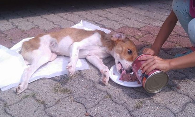 Rescue Poor Puppy was Abandoned with Spinal Broken, Body Hundreds Flies, Maggots Waiting for Death