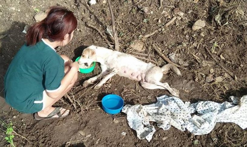 Rescue Poor Stray Dog Hit By Car Lying on Roadside Crying for Help | Amazing Transformation