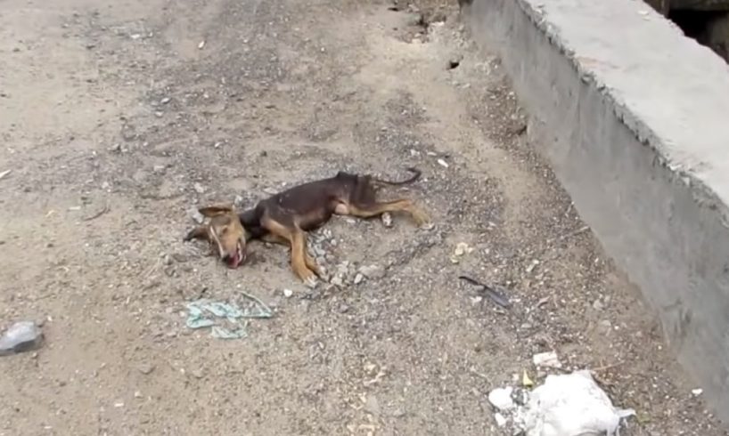 Rescue Sick Puppy Swaying On The Road