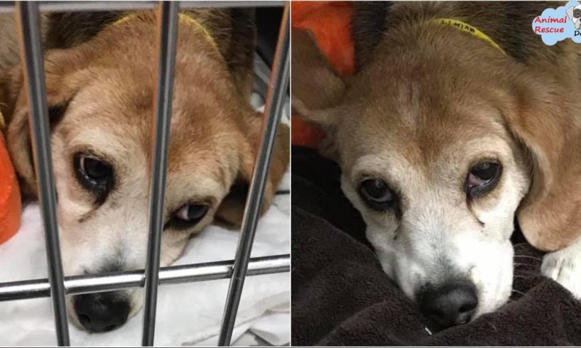 Rescue The Saddest Crying Dog Who Was Dumped LIKE TRASH On THE HOLIDAYS