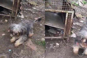 Rescue the poor dog was kept in a cramped, dirty cage |Animal Rescue TV