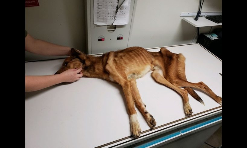 Severely Malnourished Dog Making Amazing Transformation | Abandoned Dog Rescue Story