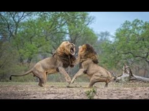 Tigers | Official Trailer |  Animal fights - Rare white tiger vs tiger Easy fight